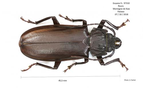 Mallodon spinibarbis